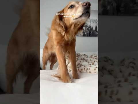 coming home to my golden retriever🥵goldenretreivers dog pup… サムネイル