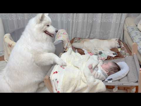 優しくゆりかごを揺らして赤ちゃんを寝かせることを覚えた可愛すぎるサモエドと柴犬 サムネイル