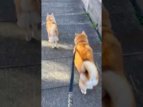 柴犬福 柴友と会った柴犬🤩Shiba-Friend🤩shorts funny funnydog dogshorts s… サムネイル