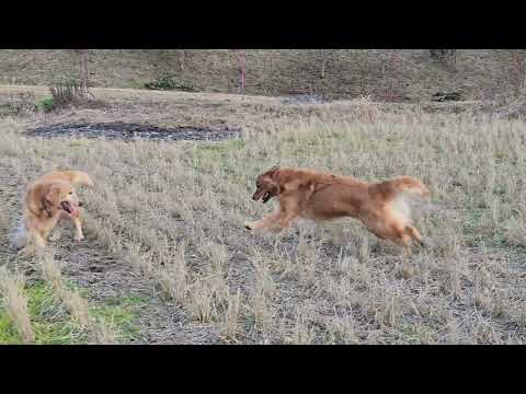 海もいいけどいつもの田んぼもベリーグッドで楽しめるゴールデンレトリバーの親子 サムネイル