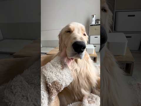 今日も寝かしつけて行きますよ✊🐾#ゴールデンレトリバー #犬と2人暮らし サムネイル