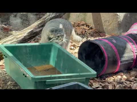 オト お庭のトンネルにも潜ってみました☺️  マヌルネコ　埼玉県こども動物自然公園にて　2026年3月7日 サムネイル