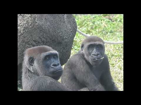 gorilla Tayari 14y11m old mom & son Jabali 5y2m old shorts… サムネイル