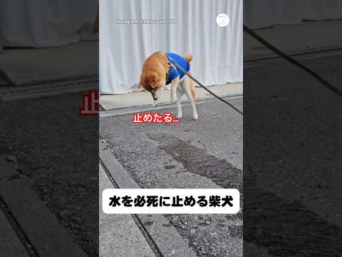 水の流れを止めたい柴犬　柴犬　犬　かわいい犬 犬のいる暮らし サムネイル