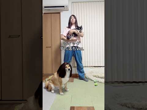 NGもあるんよ　柴犬 チワワ shorts サムネイル