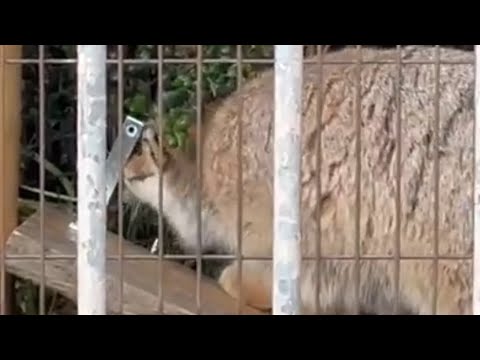 さっきプロレスごっこの時落とした棚をクンクン　マヌルネコのこども　東山動植物園にて　2025年12月15日 サムネイル