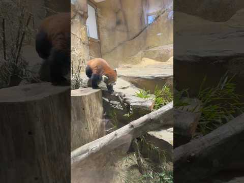 shorts レッサーパンダの大福くん　那須どうぶつ王国　2026年1月12日 サムネイル