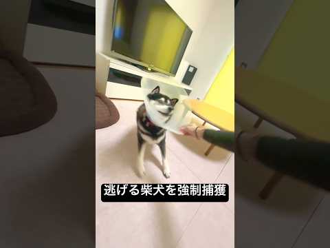 逃げる柴犬を強制捕獲！ サムネイル