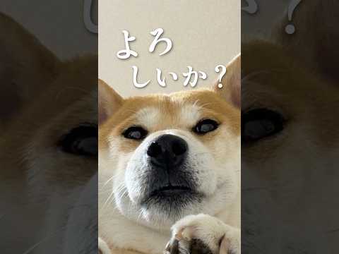 ジャンヌダルカー柴犬こむぎ サムネイル