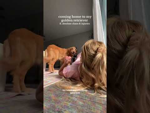 coming home to my golden retriever🥵goldenretreivers dog pup… サムネイル