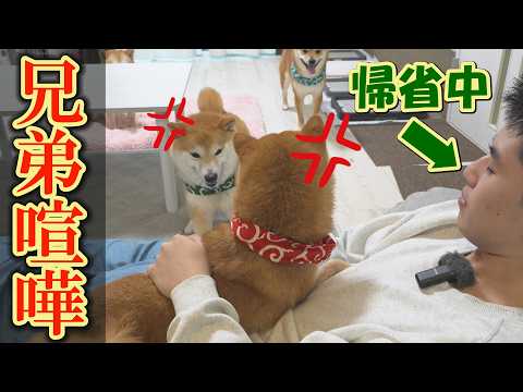 帰省中の息子を奪い合って、まさかの兄弟喧嘩・・・でも、なんか笑っちゃいました。 サムネイル