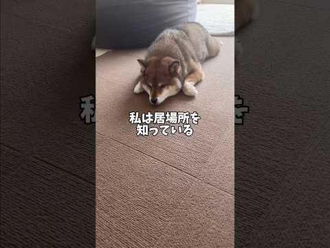黒柴11歳がいないと思ったら…