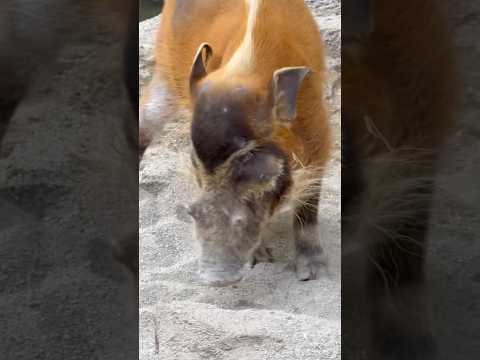 shorts お耳がエルフっぽいと言うわれてしまったソセイくん　アカカワイノシシ　那須どうぶつ王国にて　2026年3月… サムネイル