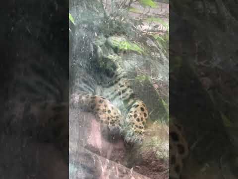 shorts 忍者の様に(？)身を隠してたソルくん　ジャガー　那須どうぶつ王国にて　2026年3月27日