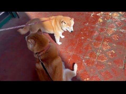 柴犬福 今日も柴友と会った柴犬😍Shiba-Friend🤩 サムネイル