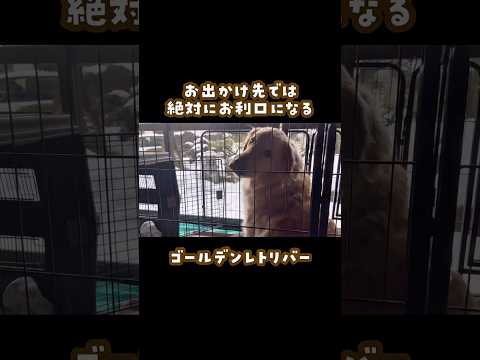 お出かけ先ではお利口な大型犬の理由 ゴールデンレトリバー 大型犬のいる生活 goldenretreiver 大型犬と子供 サムネイル