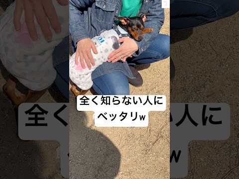 ドッグランに行ったら全く知らない人にベッタリ　ミニチュアピンシャー 犬　ドッグラン　面白い　犬のいる暮らし サムネイル