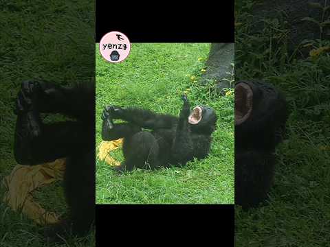 Ringo is grinning from ear to ear🤣 gorilla taipeizoo 金剛猩猩 台… サムネイル
