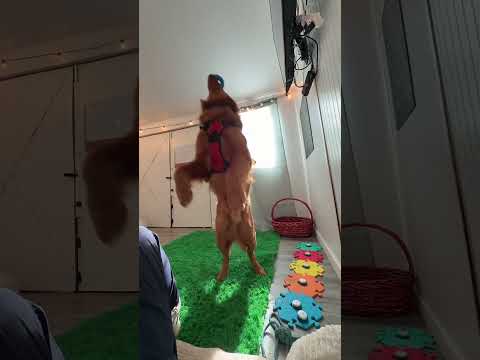 Dogs are so smart! サムネイル