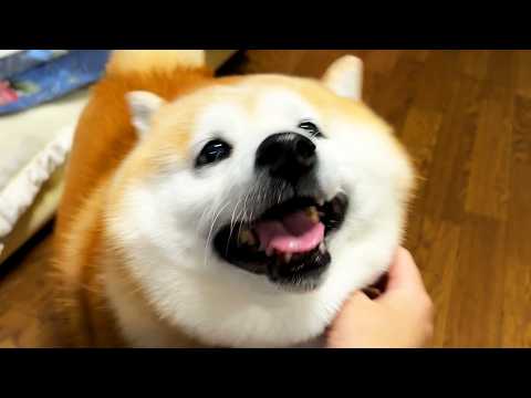 一般中年柴犬がさんぽ帰りになでなでを楽しんで大好物のほねっこをキメるだけの動画 サムネイル