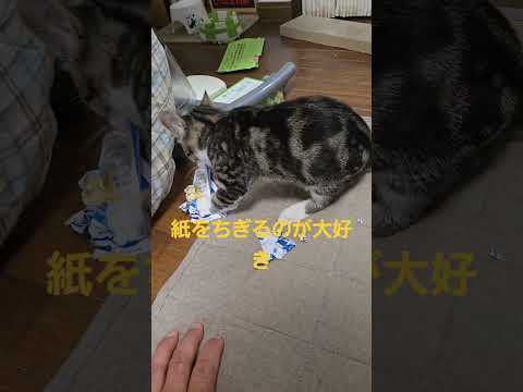 今日のキビ。体重1450g cat kitten 猫 子猫 仔猫 子猫の体重 ibukikohaku 癒し 子ネコ… サムネイル