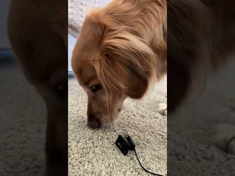 coming home to my golden retriever🥵goldenretreivers dog pup… サムネイル