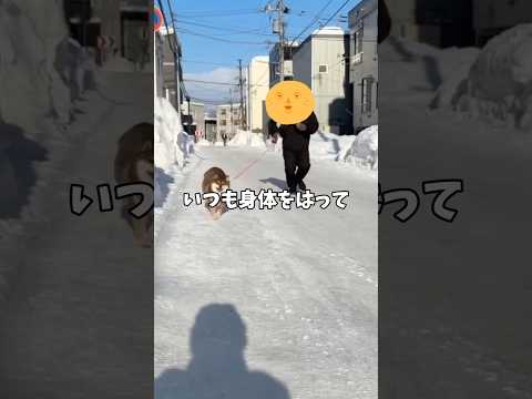 柴犬12歳が気づいた重大事項… サムネイル