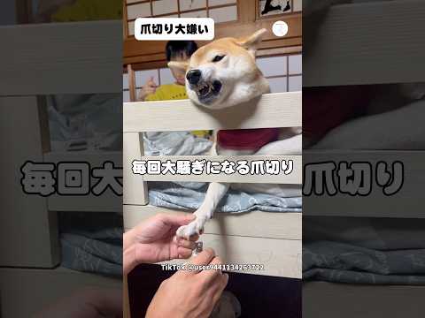 試行錯誤の末、2段ベッドで爪切りすることに　　柴犬　犬　爪切り　柴犬のいる暮らし いぬ サムネイル