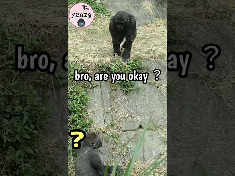 Funny fall🤣 gorilla gorillatag taipeizoo 金剛猩猩 台北市立動物園 asmr… サムネイル