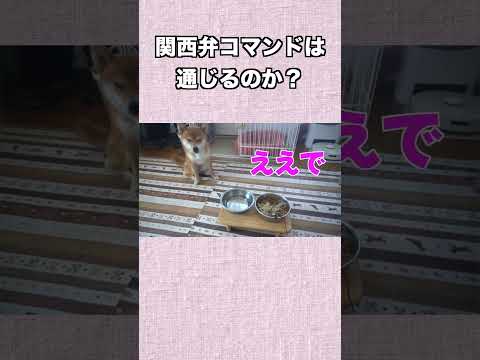 関西弁コマンドは 通じるのか？ 神戸 柴犬 shiba shibainu 癒し サムネイル