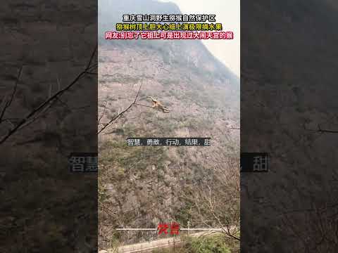 重慶雪山洞野生獼猴自然保護區 獼猴樹頂上膽大心細上演極限摘水果 猴子 意外 神奇 amazing monkey sho… サムネイル