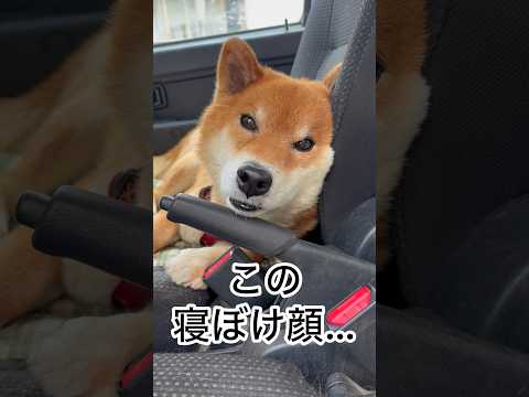 ’26.3.22 力丸の運転席？ 柴犬 shibainu 柴犬のいる暮らし 柴犬の日常 車中泊犬 カメラ目線 力丸 サムネイル