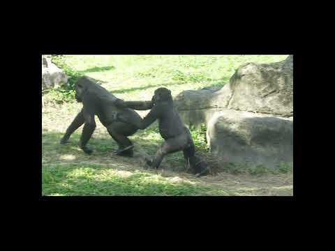 gorilla D'jeeco dad 27y1m old & Tayari 14y9m old mom & son… サムネイル