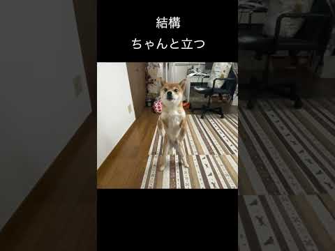 そのうち歩く？結構ちゃんと立つ柴犬 サムネイル