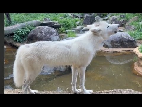 ホッキョクオオカミの遠吠え 那須どうぶつ王国 2026年8月15日