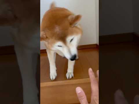 柴犬福 【酷すぎ】母と兄とで対応の差が酷い柴犬🤣Mother and Brother and Shiba🤣shorts… サムネイル