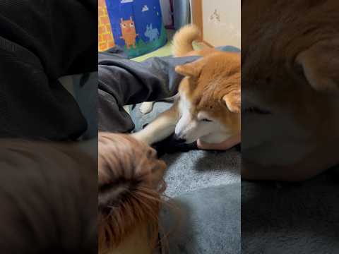柴犬福 うるさい姉を右手ではたいてしまう柴犬🤣Sis vs Shiba🤣姉と柴 shorts japanesedog… サムネイル
