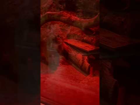 shorts 昼下がりのナイマくん　マヌルネコ　上野動物園にて　2026年2月6日