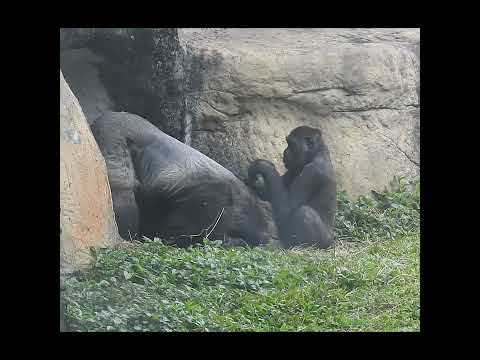 gorilla D'jeeco 27y2m old dad & son Jabali 5y2m old. Ringo… サムネイル