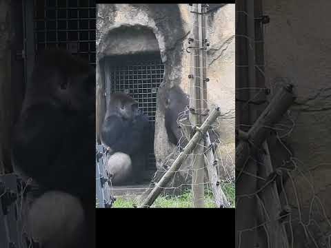 old married couple.Gorilla D'jeeco 27y6m old husband & wife… サムネイル