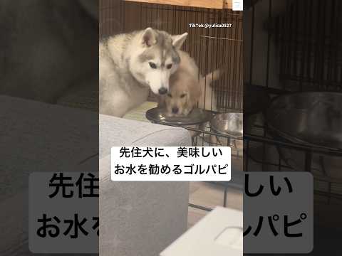 押しが強いゴルパピ　ゴールデンレトリバー 子犬　ハスキー　大型犬　犬 サムネイル