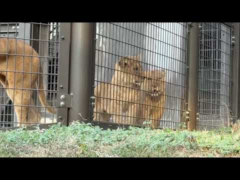 パパが気になって仕方ない息子たち☺️ ライオン　のんほいパークにて　2026年1月23日 サムネイル