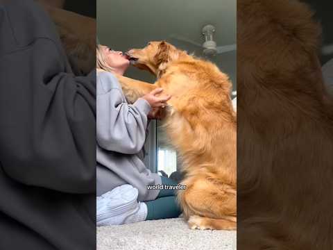 coming home to my golden retriever🥵 goldenretreiver dog ind…