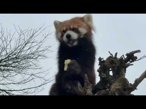 令花ちゃんから円実ちゃんに交代して〜😊リンゴタイム🍎　レッサーパンダ　大森山動物園にて　2026年5月21日 サムネイル