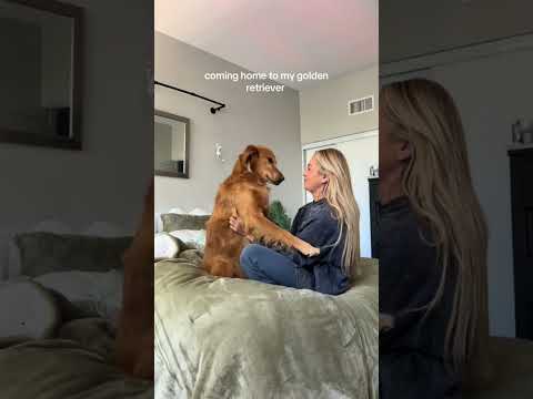 coming home to my golden retriever❤️india retreiver dog pup… サムネイル