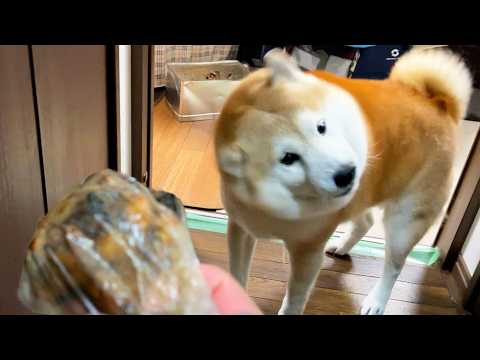 家族との再会が嬉しくてフガフガしていると、焼肉屋のにおいがし緊急捜査を開始する柴犬→お土産もらって大満足 サムネイル