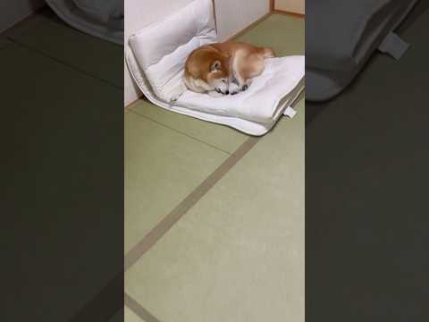 柴犬福 絶妙な位置で肉球してた柴犬🤣Why here🤣shorts 柴犬 japanesedog shibainu d… サムネイル