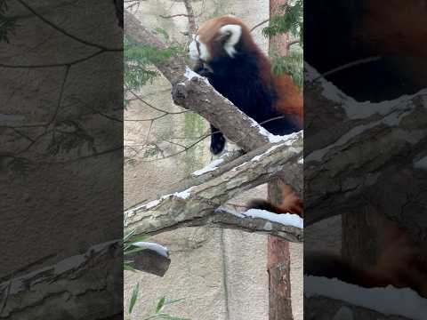 shorts 登って笹食べてモナカちゃん🤭　レッサーパンダ　那須どうぶつ王国にて　2026年1月9日 サムネイル