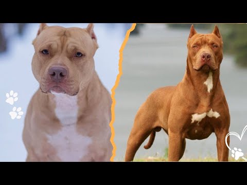 Don’t Get a Pitbull Until You Know These 4 Things サムネイル
