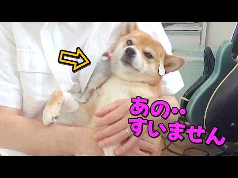 包帯が気になる？積極文鳥に流石に同じる柴犬小夏　再度山散歩 サムネイル